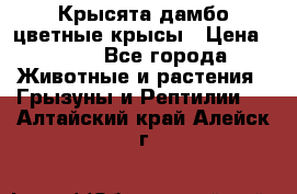 Крысята дамбо цветные крысы › Цена ­ 250 - Все города Животные и растения » Грызуны и Рептилии   . Алтайский край,Алейск г.